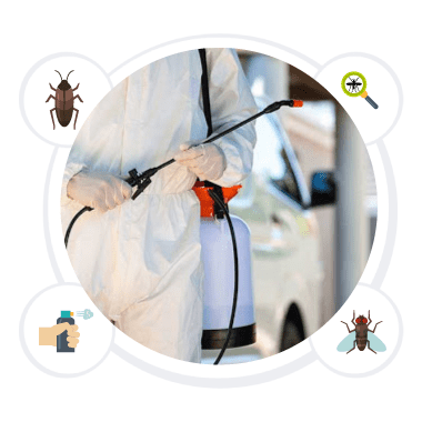 Same day pest control sunshine coast